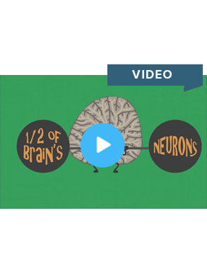 How Alcohol Effects The Cerebellum (Video)