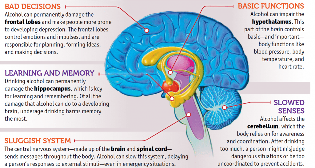 Alcohol And Your Brain Ask Listen Learn Alcohol And Your Brain Ask Listen Learn
