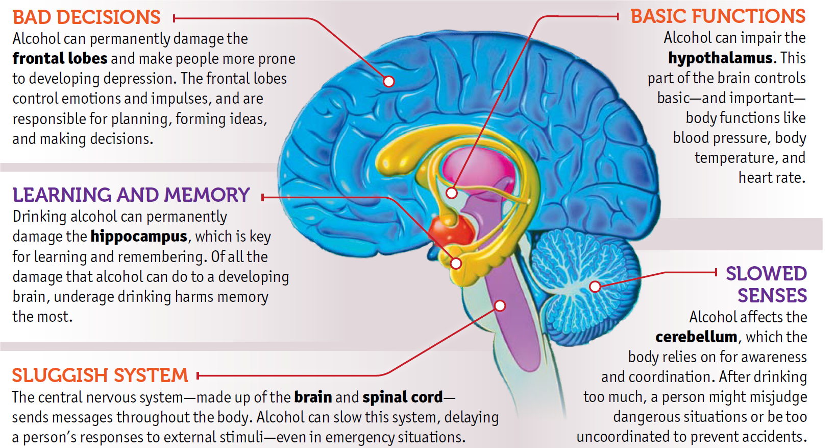 Гиппокамп мозга. Brain and nervous System. Damage system
