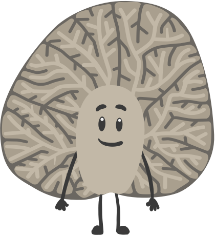 Cerebellum
