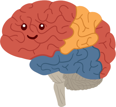 Cerebral Cortex